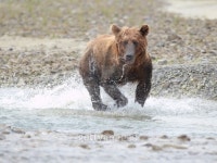Brown bear 이미지 (123691379) - 게티이미지뱅크 Brown bear