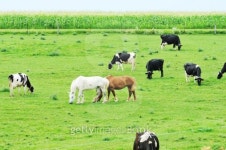 Cows with Horses 이미지 (153549526) - 게티이미지뱅크 Cows with Horses