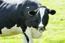 Obstinate Cow 이미지 (157659345) - 게티이미지뱅크 Obstinate Cow