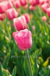 Pink beautiful tulips 이미지 (115774373) - 게티이미지뱅크 Pink beautiful tulips