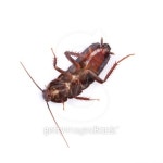 Isolated cockroach 이미지 (136486048) - 게티이미지뱅크 Isolated cockroach