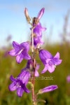 블루캠이엔티(Blue Cam Ent) | Blue Campanula 이미지 (138273071) - 게티이미지뱅크 Blue Campanula