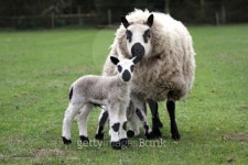 mother sheep with lamb 이미지 (121086940) - 게티이미지뱅크 mother sheep with lamb