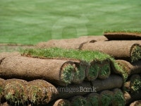 Rolls of Sod on a Turf Farm 이미지 (112803351) - 게티이미지뱅크 Rolls of Sod on a Turf Farm