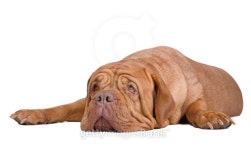 Big surprised dogue de bordeaux lying 이미지 (137389384) - 게티이미지뱅크 Big surprised dogue de bordeaux lying