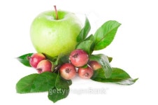 Apple fruits 이미지 (176882719) - 게티이미지뱅크 Apple fruits
