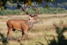 Red deer stag preparing to rut 이미지 (184625146) - 게티이미지뱅크 Red deer stag preparing to rut