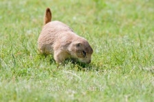 Searching the ground. 이미지 (148495961) - 게티이미지뱅크 Searching the ground.
