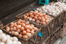 trade in eggs 이미지 (184324046) - 게티이미지뱅크 trade in eggs