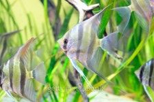 Angelfish in aquarium 이미지 (111895005) - 게티이미지뱅크 Angelfish in aquarium