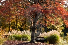 Vibrant Red Autumn Trees in Natural Park 이미지 (176874113) - 게티이미지뱅크 Vibrant Red Autumn Trees in Natural Park