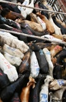 Cattle on Boat 이미지 (126105055) - 게티이미지뱅크 Cattle on Boat