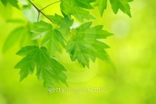 green leaves 이미지 (153166444) - 게티이미지뱅크 green leaves
