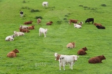 Bunch of Cows 이미지 (153483581) - 게티이미지뱅크 Bunch of Cows