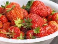 Strawberries 이미지 (111924491) - 게티이미지뱅크 Strawberries