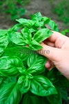 Fresh basil in the herb garden 이미지 (162360308) - 게티이미지뱅크 Fresh basil in the herb garden