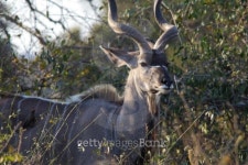 Kudu bull, with fly and tickbird 이미지 (135155489) - 게티이미지뱅크 Kudu bull, with fly and tickbird