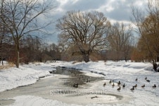 Ducks on the melting ice 이미지 (152986115) - 게티이미지뱅크 Ducks on the melting ice