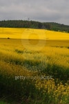 Yellow Hill 이미지 (153483293) - 게티이미지뱅크 Yellow Hill
