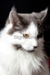 Fluffy Grey and White Cat 이미지 (183815939) - 게티이미지뱅크 Fluffy Grey and White Cat