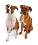 Two Boxer Dogs Isolated on White 이미지 (153762552) - 게티이미지뱅크 Two Boxer Dogs Isolated on White
