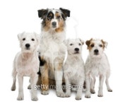 Parson russel terriers and an Australian shepherd, white background. 이미지 (122250912) - 게티이미지뱅크 Parson russel... 