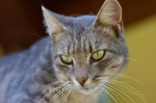 Portrait of curious cat 이미지 (111970675) - 게티이미지뱅크 Portrait of curious cat