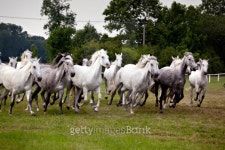 herd of horses 이미지 (120644597) - 게티이미지뱅크 herd of horses
