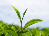 tea leaves 이미지 (153167607) - 게티이미지뱅크 tea leaves