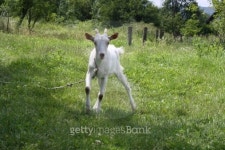 White goat 이미지 (153724758) - 게티이미지뱅크 White goat