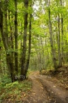 way in the wood 이미지 (133382057) - 게티이미지뱅크 way in the wood