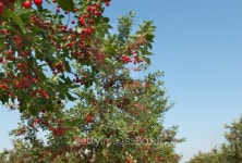 cherry  orchard 이미지 (152995768) - 게티이미지뱅크 cherry  orchard