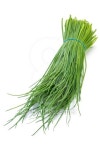 Young green onion 이미지 (153531701) - 게티이미지뱅크 Young green onion