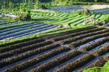 Tomato Garden Farm in Bali Indonesia 이미지 (183850949) - 게티이미지뱅크 Tomato Garden Farm in Bali Indonesia