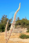 Urginea maritima, the Sea Squill 이미지 (177103926) - 게티이미지뱅크 Urginea maritima, the Sea Squill