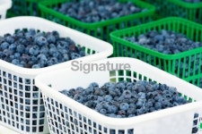 Wild Blueberries for Sale 이미지 (183848907) - 게티이미지뱅크 Wild Blueberries for Sale