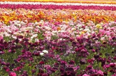 Flower Field 이미지 (153166445) - 게티이미지뱅크 Flower Field