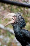 Silvery-Cheeked Hornbill 이미지 (135790279) - 게티이미지뱅크 Silvery-Cheeked Hornbill
