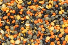 Mixture of dried lentils 이미지 (114151192) - 게티이미지뱅크 Mixture of dried lentils