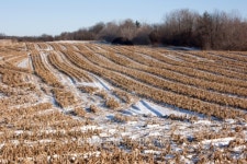 Harvested corn field 이미지 (160052282) - 게티이미지뱅크 Harvested corn field