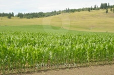 Corn Field 이미지 (122141772) - 게티이미지뱅크 Corn Field