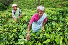 Tamil tea pickers collecting leaves, Sri Lanka 이미지 (183428833) - 게티이미지뱅크 Tamil tea pickers collecting leaves, Sri Lanka