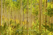 Forest of Golden Aspen Trees 이미지 (155321502) - 게티이미지뱅크 Forest of Golden Aspen Trees