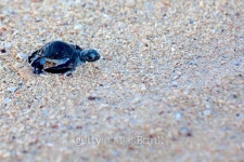 Green Sea Turtle Hatchling 이미지 (157710388) - 게티이미지뱅크 Green Sea Turtle Hatchling