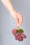 Bunch of grapes  on  Human Hand 이미지 (153815218) - 게티이미지뱅크 Bunch of grapes  on  Human Hand