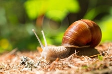 Snail  in the woods 이미지 (153211492) - 게티이미지뱅크 Snail  in the woods