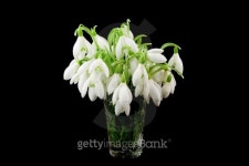 Snowdrops on black 이미지 (142558065) - 게티이미지뱅크 Snowdrops on black