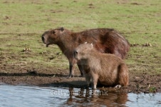 Capybara 이미지 (152038941) - 게티이미지뱅크 Capybara