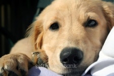 Cuddly Puppy 이미지 (148364607) - 게티이미지뱅크 Cuddly Puppy