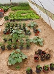vegetable garden 이미지 (150537683) - 게티이미지뱅크 vegetable garden